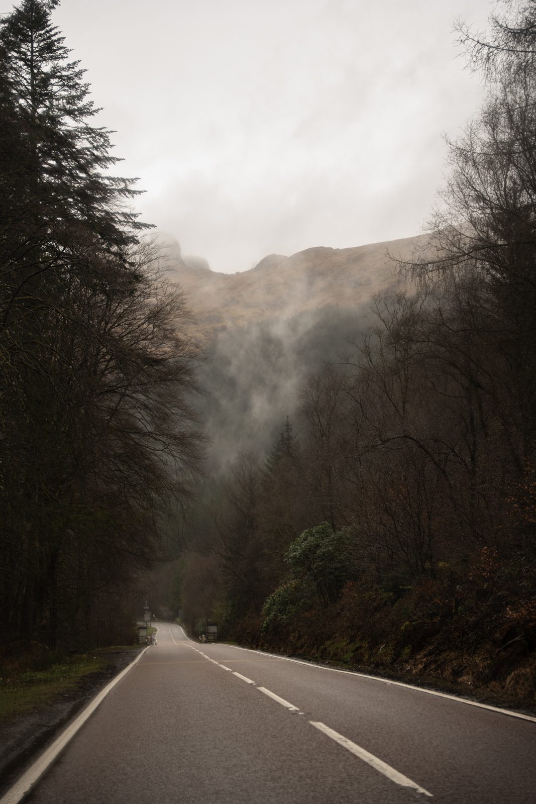 Brambles cover image